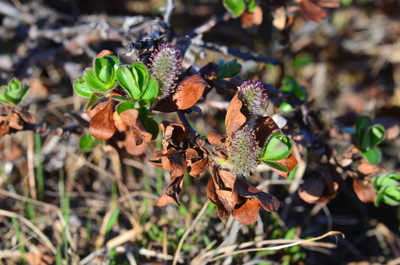 Salix pulchra