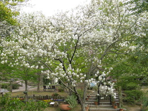 Korean Juneberry