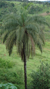 Coyoli Palm Gru-Gru Palm