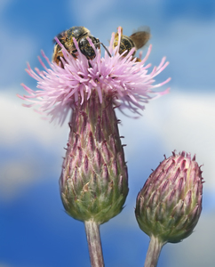 Creeping Thistle