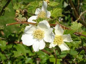 Rocky Mountain Raspberry