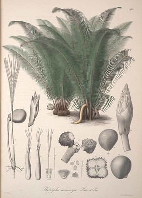 Phytelephas macrocarpa