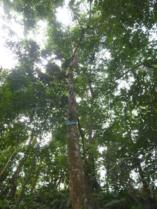 Indian Laurel Brown bollygum