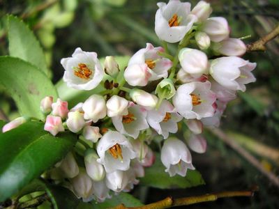 Vaccinium membranaceum