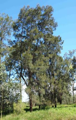 Casuarina cristata