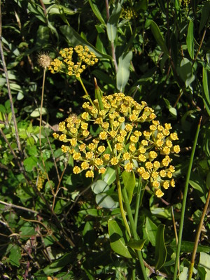 Bupleurum fruticosum