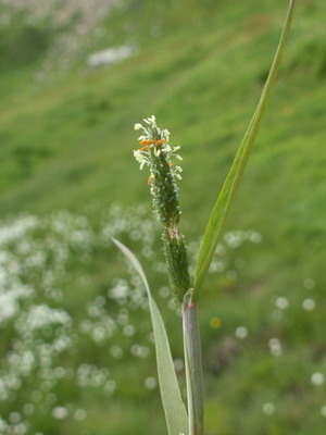 Alopecurus aequalis