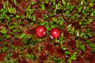 Vaccinium oxycoccos