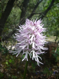 Orchis italica