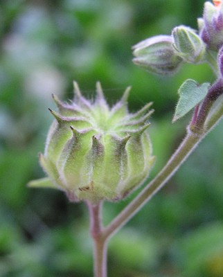 Abutilon theophrasti