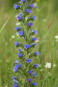 Viper's Bugloss