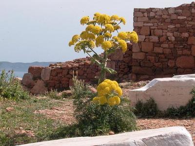 Ferula communis