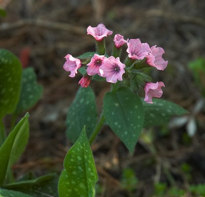 Pulmonaria saccharata