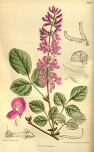 Desmodium elegans