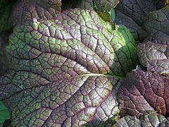 Close-up of giant red mustard leaf.