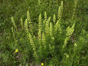 Wild Mignonette