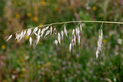 Avena fatua