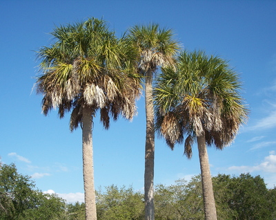 Sabal palmetto