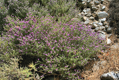 Thymus capitatus