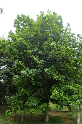 Quercus insignis