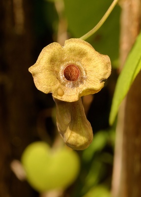 Aristolochia macrophylla