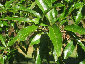 Sawthorn Oak