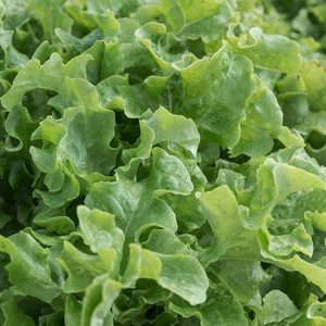 Lettuce Salad Bowl Organic Seeds