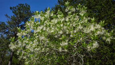 Chionanthus virginicus