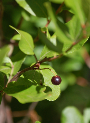 Gaylussacia baccata