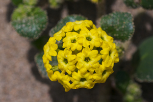 Sand Verbena