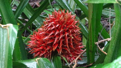 Aechmea magdalenae