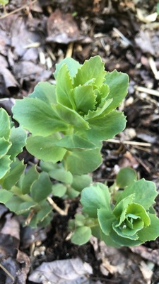 Green orpines in early spring