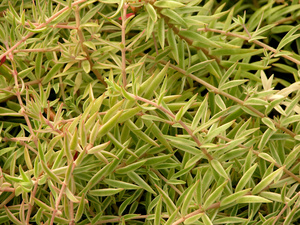 Needle stonecrop