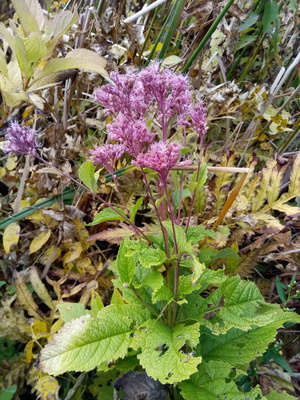 Joe Pye Weed at a preserve in upstate NY, September 2020