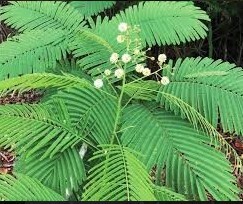 climbing wattle, cha-om (thai)