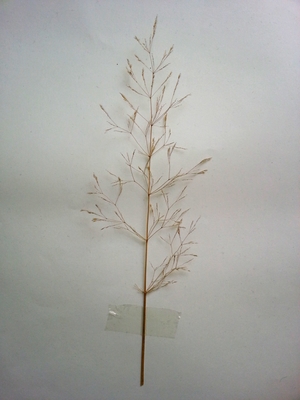 Agrostis capillaris