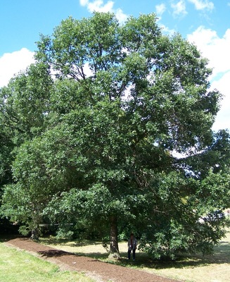 Quercus bicolor