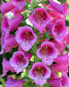 Camelot Rose