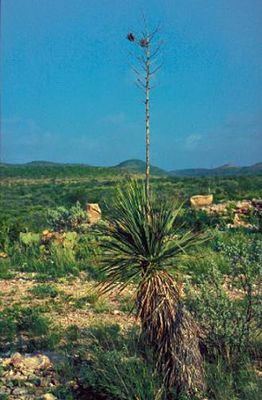 Yucca constricta