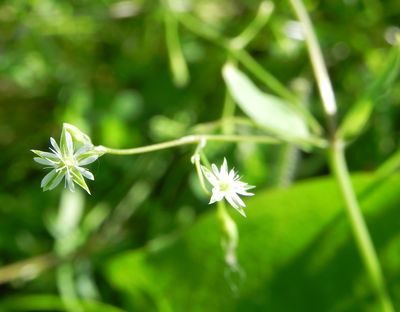 Stellaria alsine