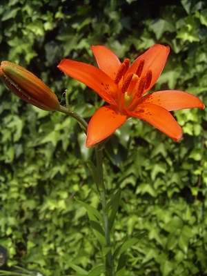 Lilium concolor
