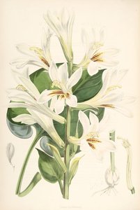 Cardiocrinum cordatum