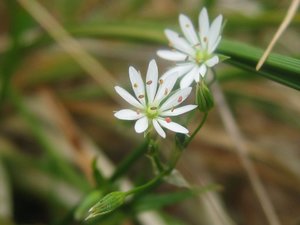 Lesser stitchwort