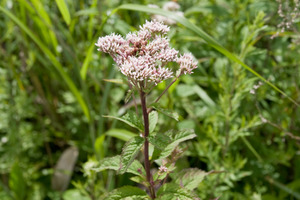 Eupatorium chinense