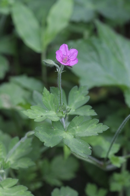 Geranium thunbergii