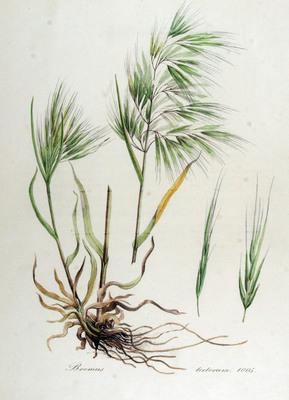 Bromus tectorum