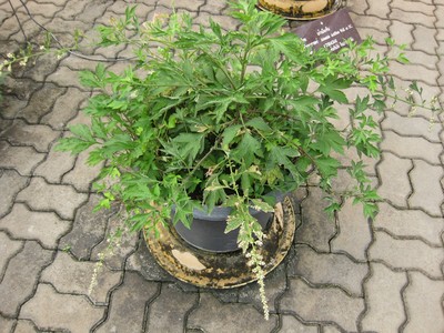 Artemisia lactiflora