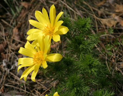 Adonis vernalis