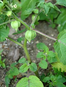 Strawberry Tomato