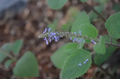 PLECTRANTHUS-GRAVEOLENS